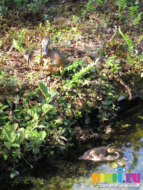 SX06316 Mallard mother with ducklings